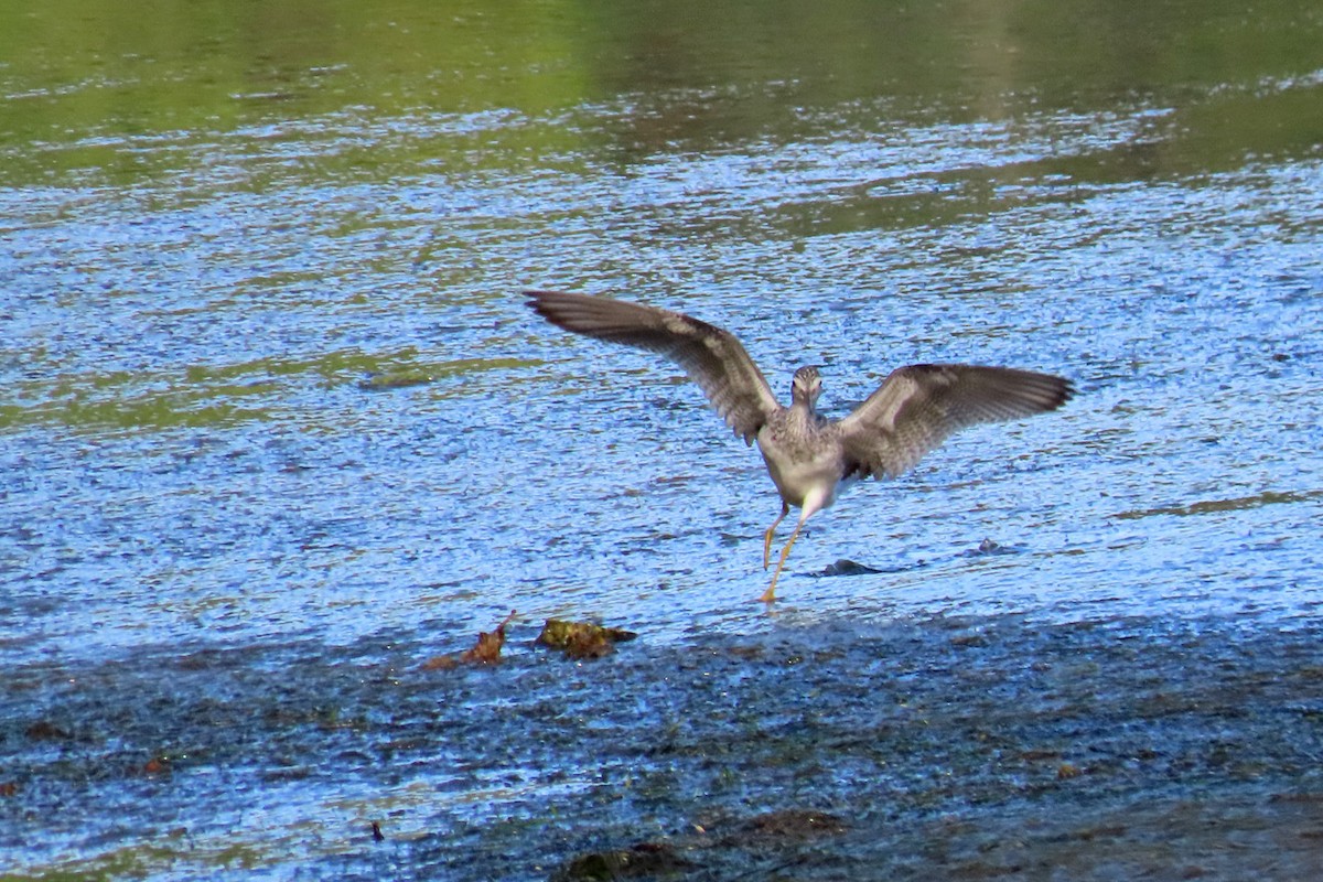 Желтоногий улит - ML483491761