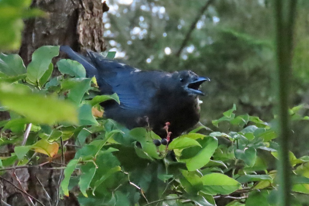 Американская ворона - ML483491801