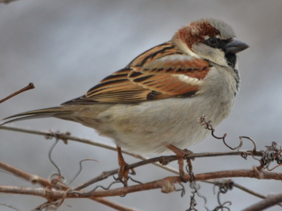 House Sparrow - ML48349201