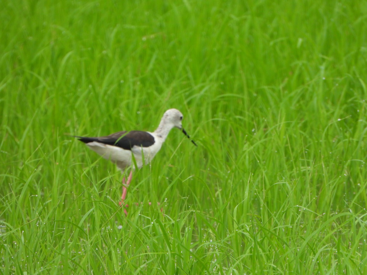 Black-winged Stilt - ML483495631