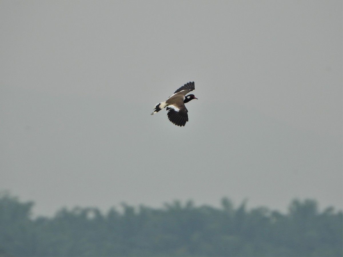 Red-wattled Lapwing - ML483495681