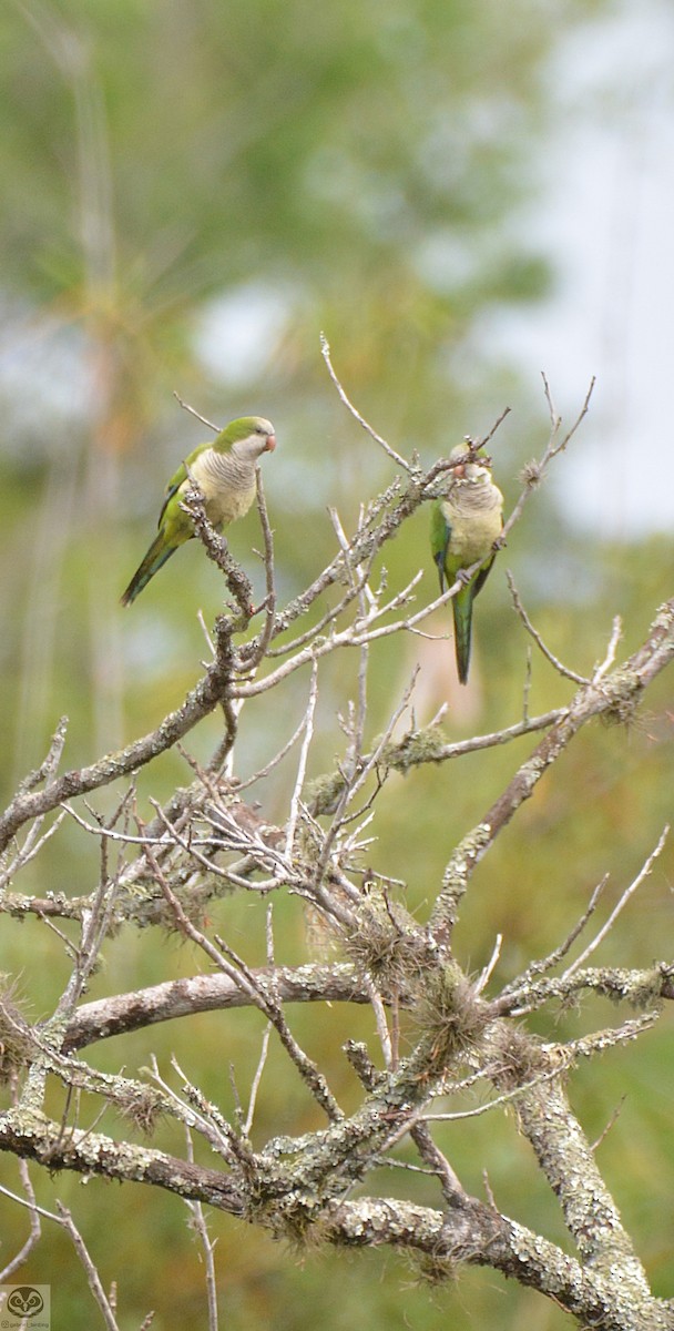 Monk Parakeet - ML483496271