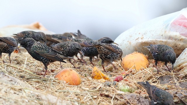 European Starling - ML483498