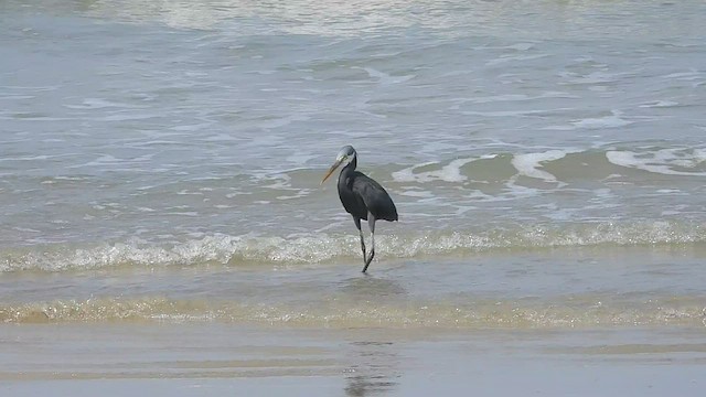 Western Reef-Heron - ML483498141