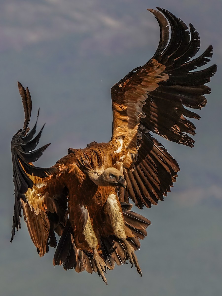 Eurasian Griffon - ML483499251