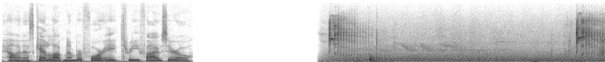 Ochre-rumped Antbird - ML48350