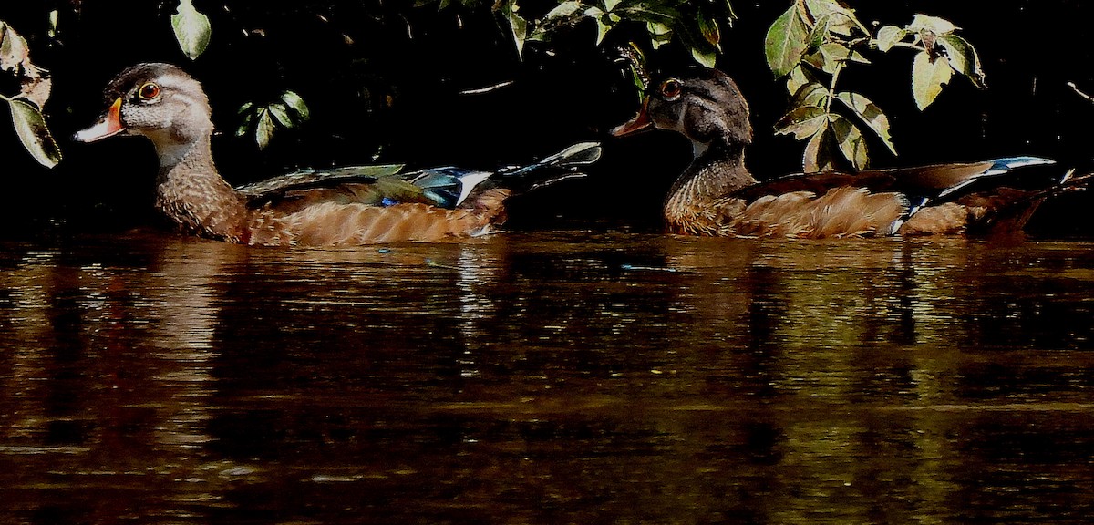 Wood Duck - ML483500101