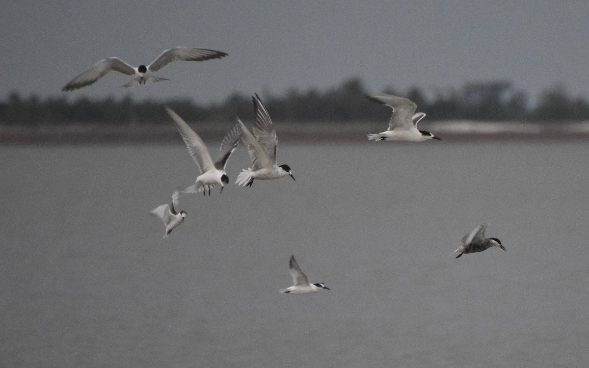 Little Tern - Sandeep Biswas