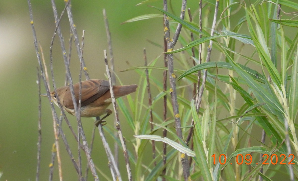 Common Reed Warbler - Robin Pollard