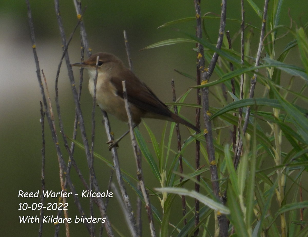 Common Reed Warbler - ML483502401