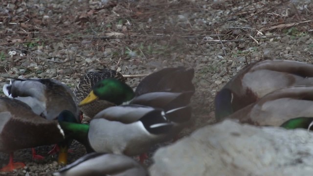 American Black Duck - ML483503