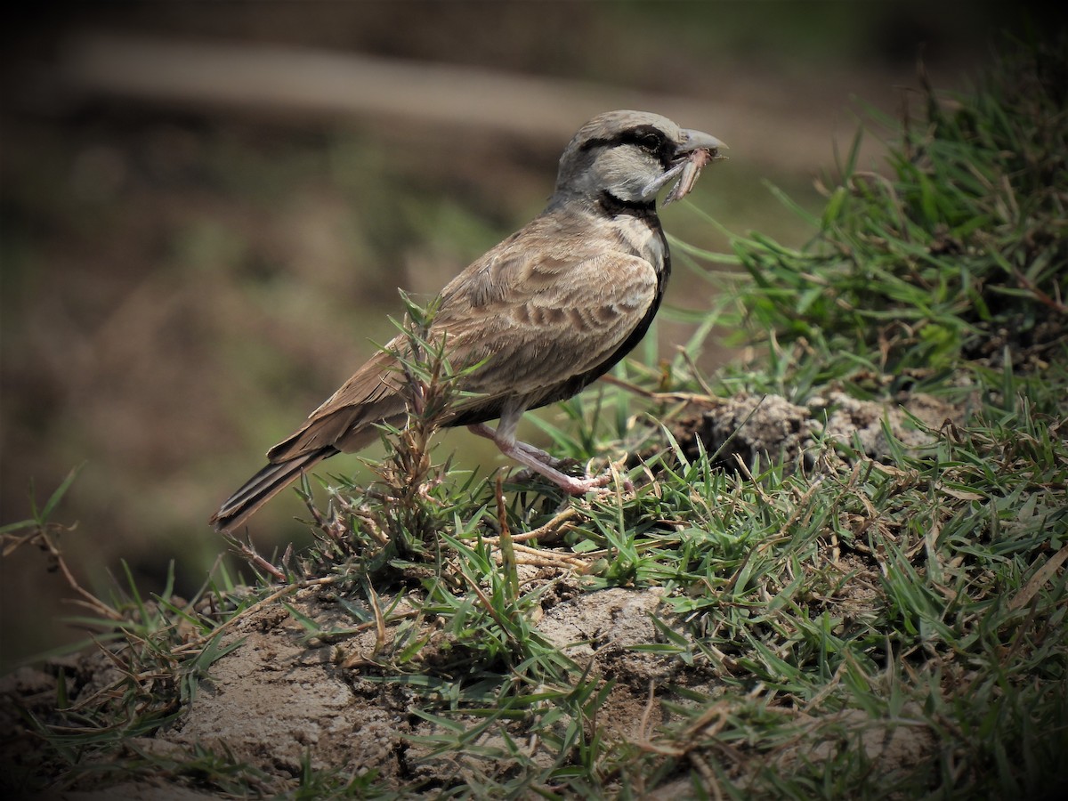 Ashy-crowned Sparrow-Lark - ML483504301