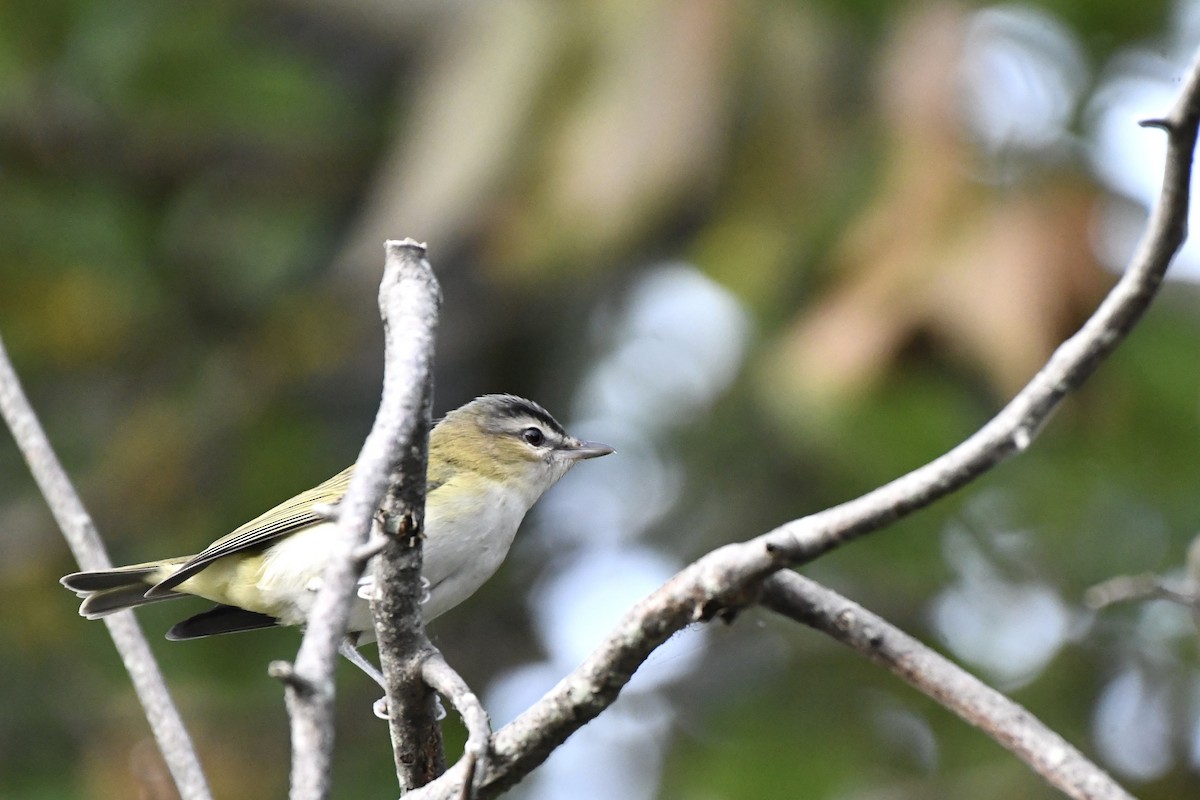 Red-eyed Vireo - ML483505141