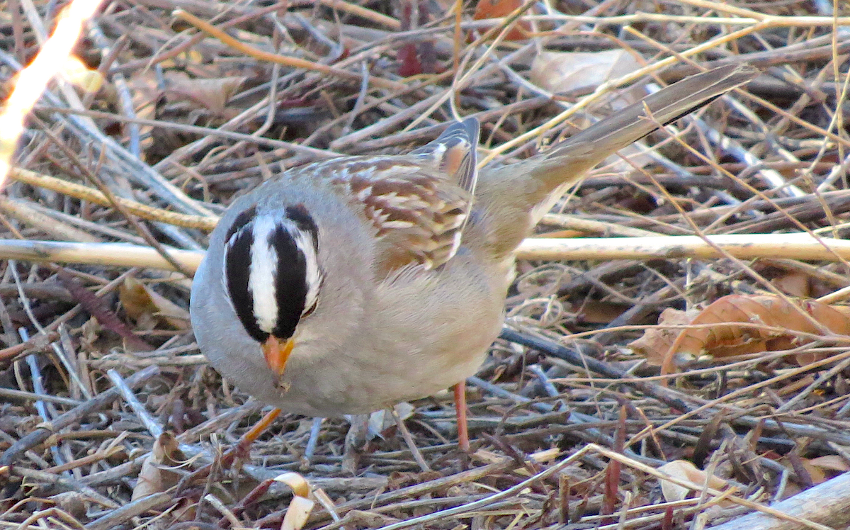 White-crowned Sparrow (Gambel's) - ML48350651