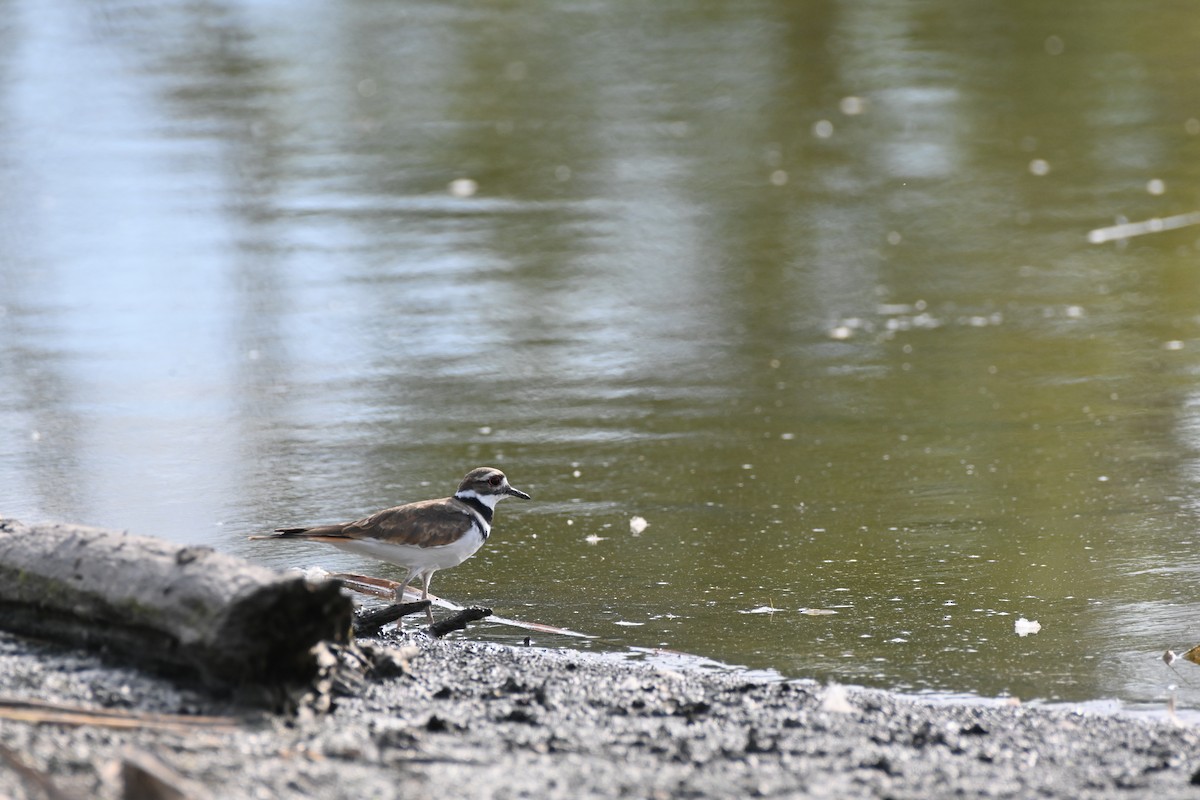 Killdeer - ML483507421