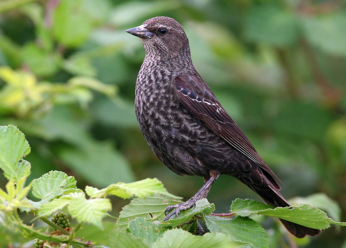 Tricolored Blackbird - Ted Beedy