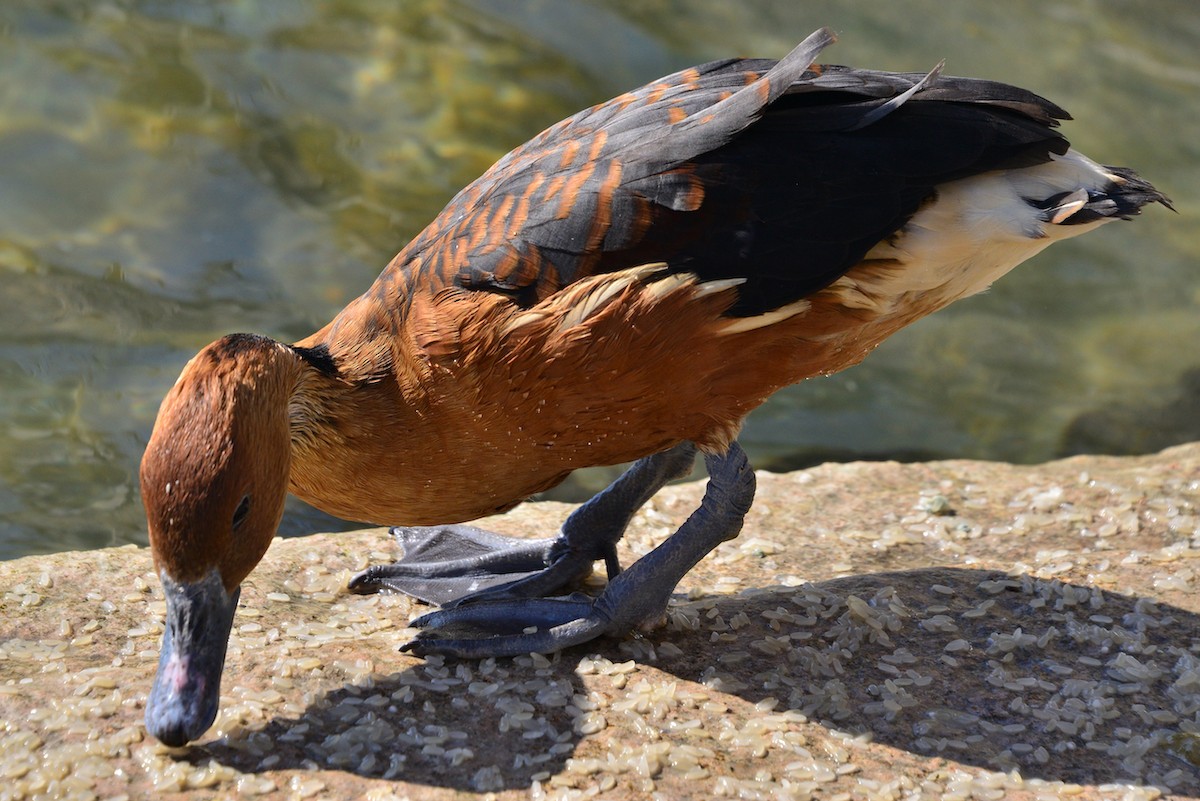 Fulvous Whistling-Duck - Odd Helge Gilja