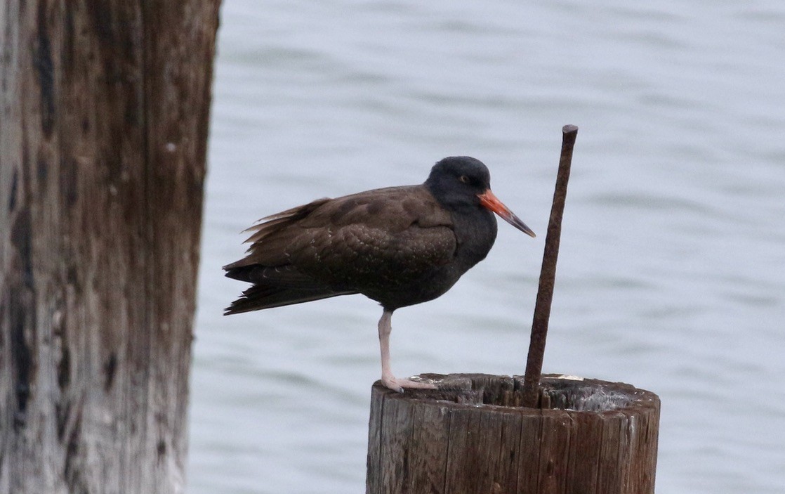 Black Oystercatcher - ML483513011