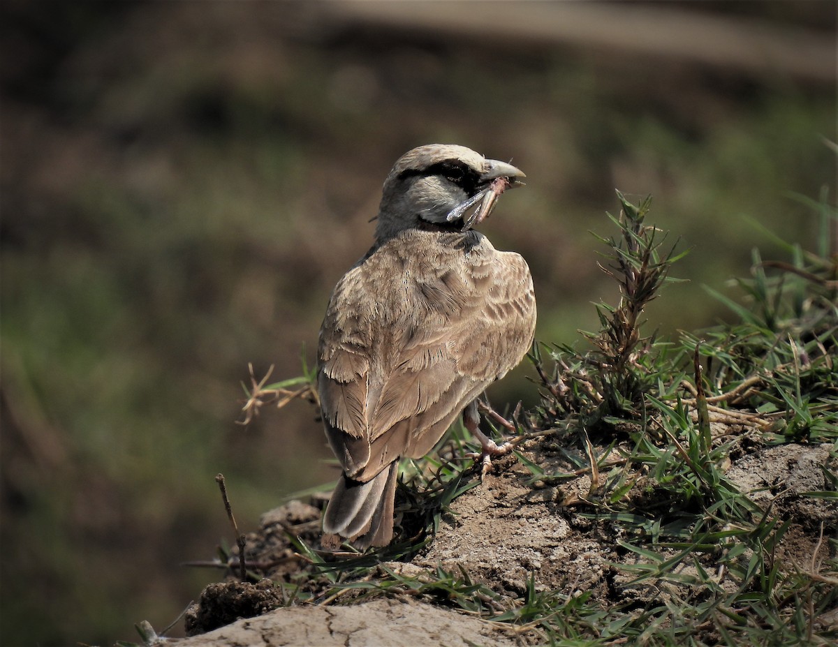 Ashy-crowned Sparrow-Lark - ML483514451