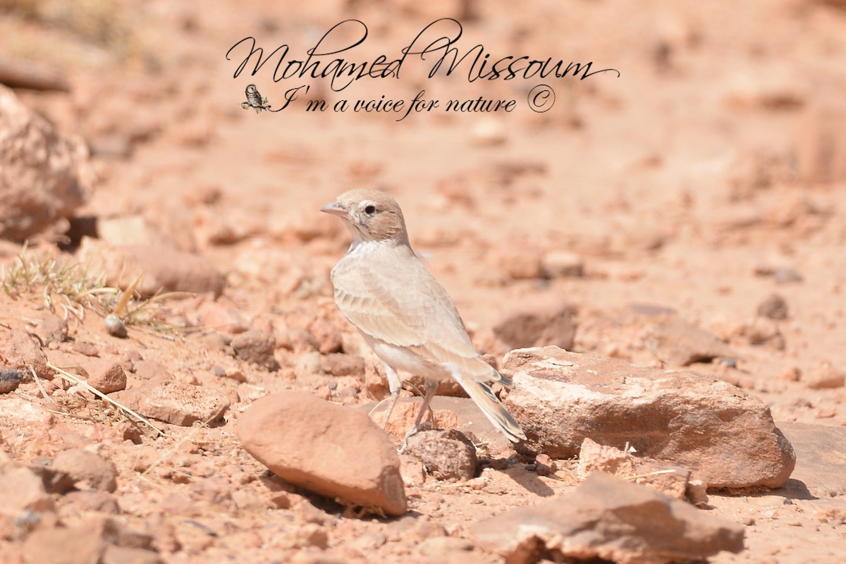 Bar-tailed Lark - ML483514481