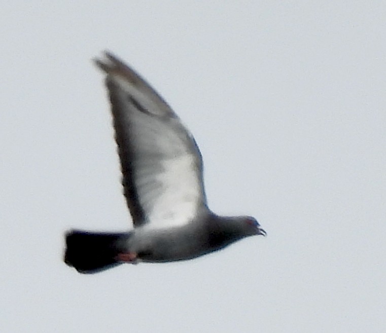 Rock Pigeon (Feral Pigeon) - ML483515121