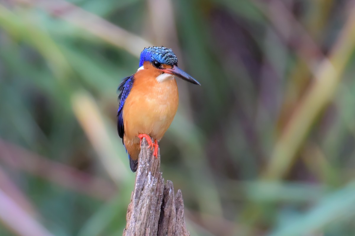 Malagasy Kingfisher - ML483515261