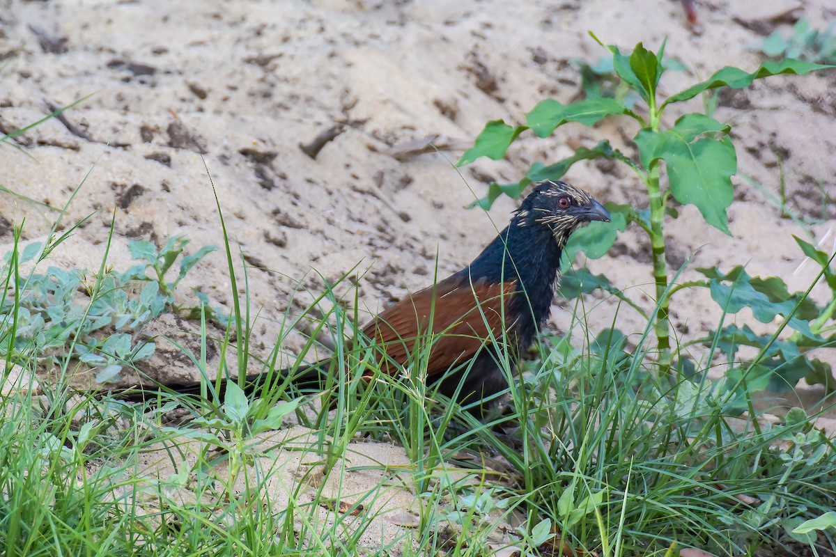 Malagasy Coucal - ML483515981