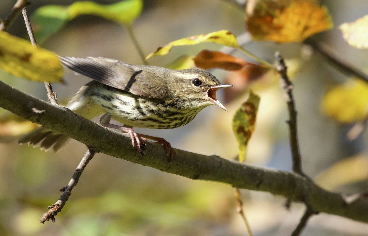 Northern Waterthrush - ML483516291