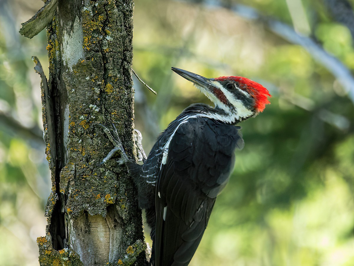 Pileated Woodpecker - ML483517201