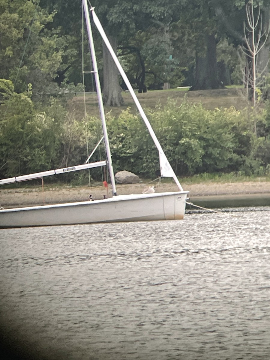 goéland ou mouette sp. - ML483517991