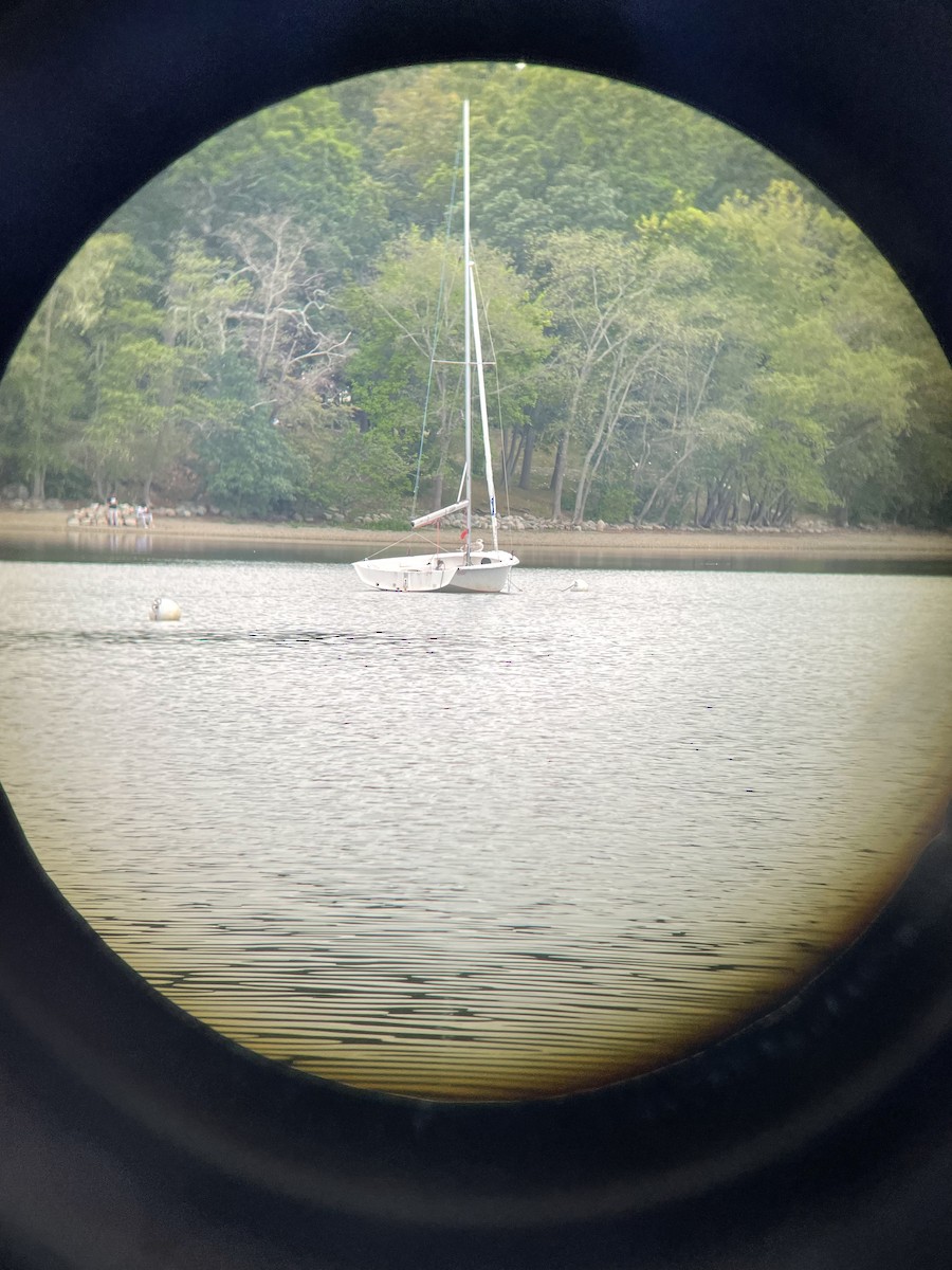 goéland ou mouette sp. - ML483518011