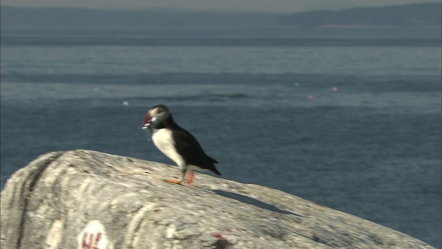 Atlantic Puffin - ML483519