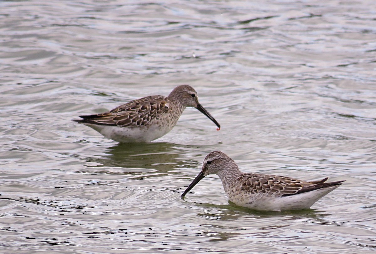 Stilt Sandpiper - ML483519551