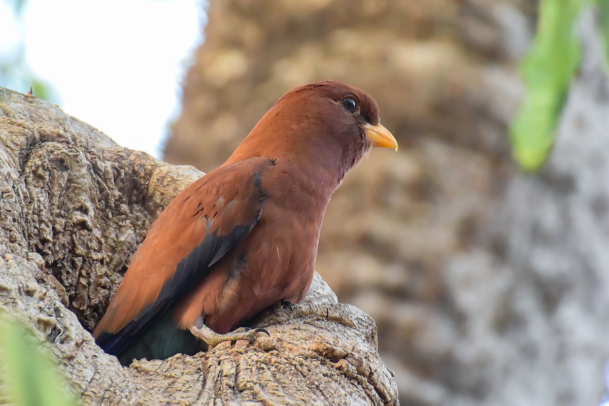 Broad-billed Roller - ML483520221