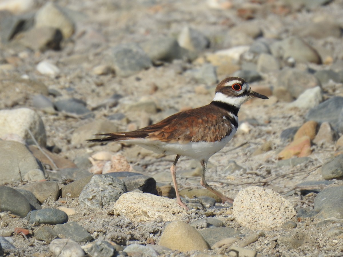 Killdeer - Justin Harris