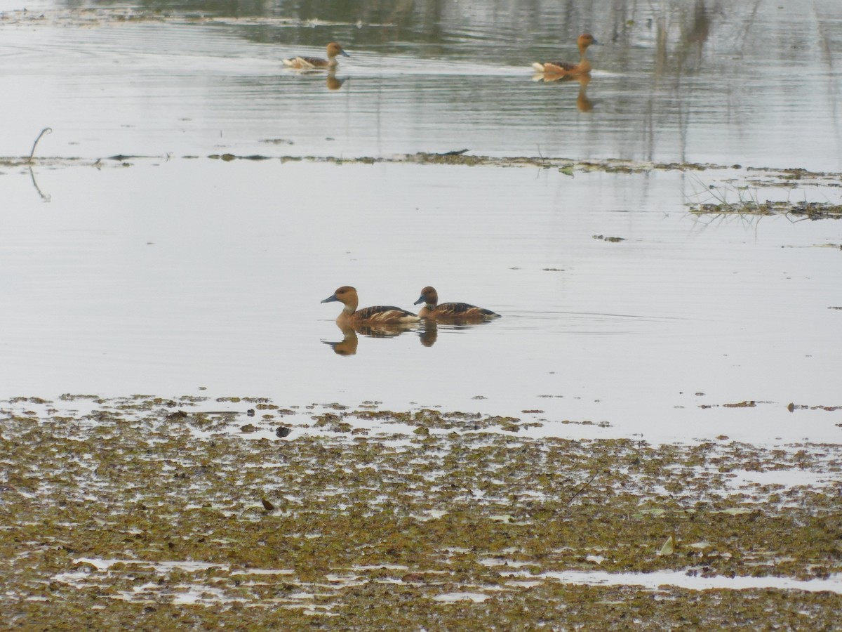 Fulvous Whistling-Duck - ML483522271