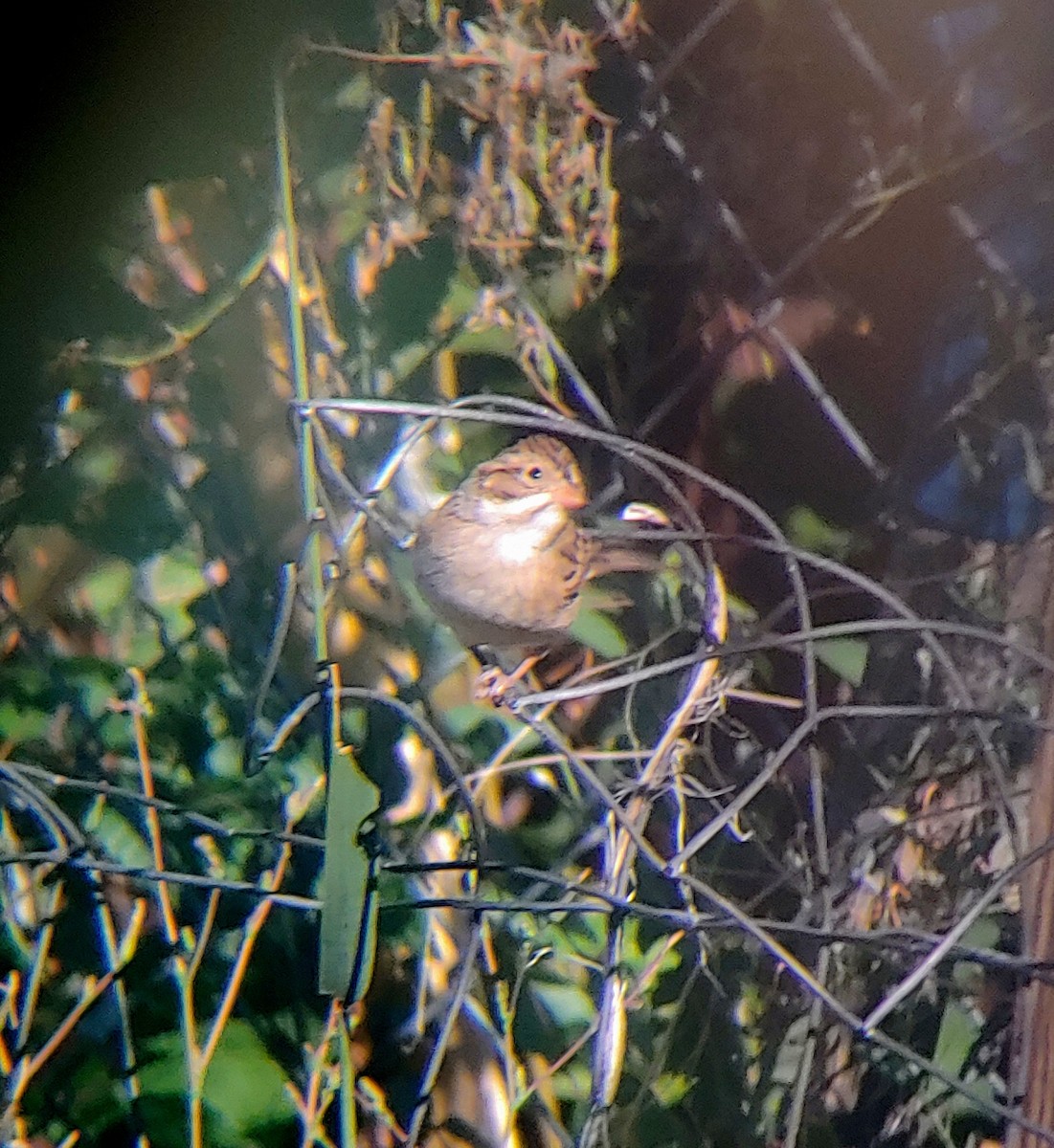 Clay-colored Sparrow - ML483522851