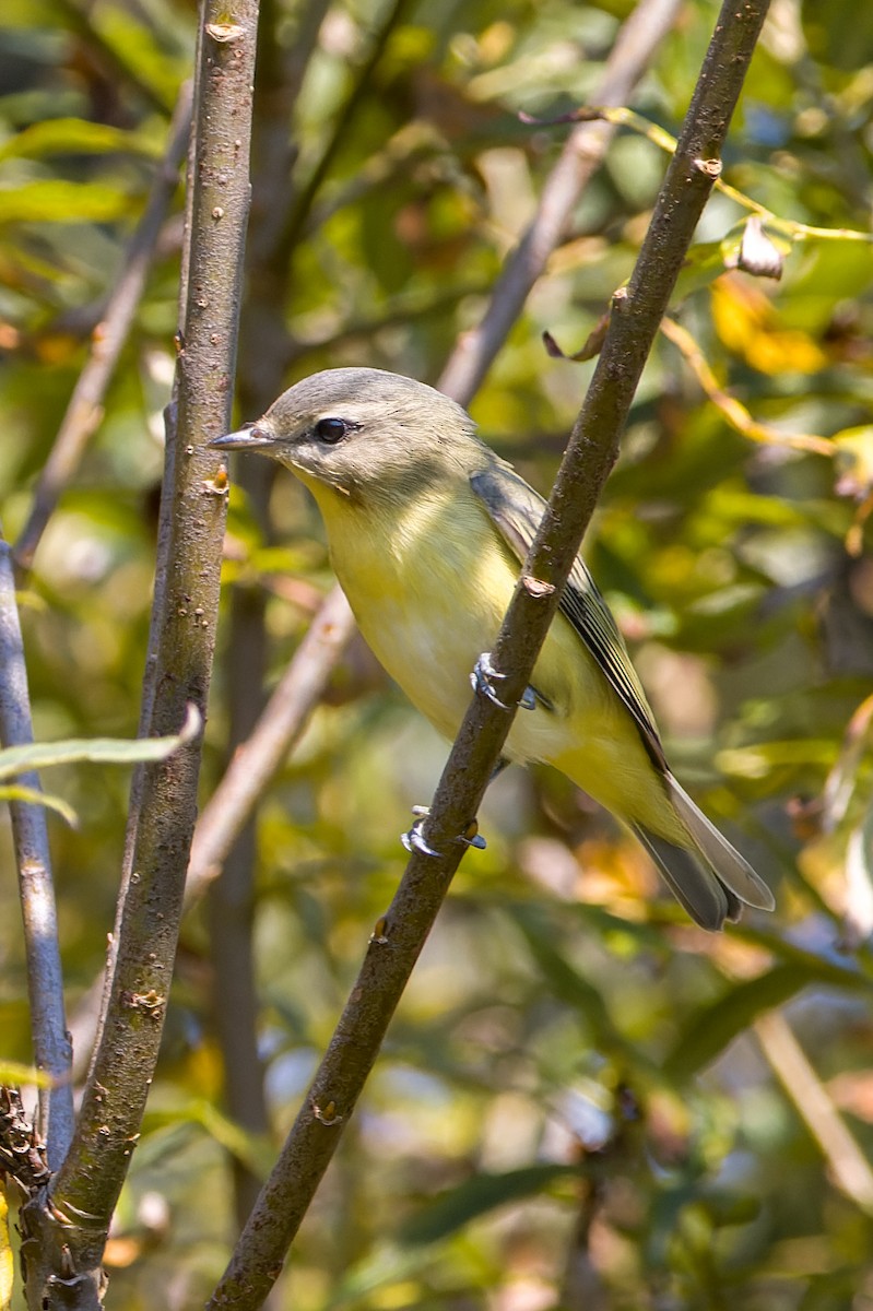 Philadelphia Vireo - ML483523941