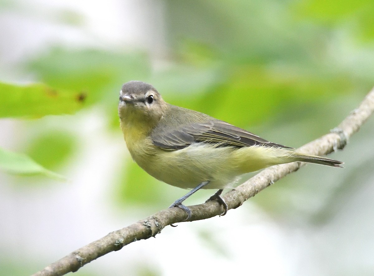 Philadelphia Vireo - ML483524071