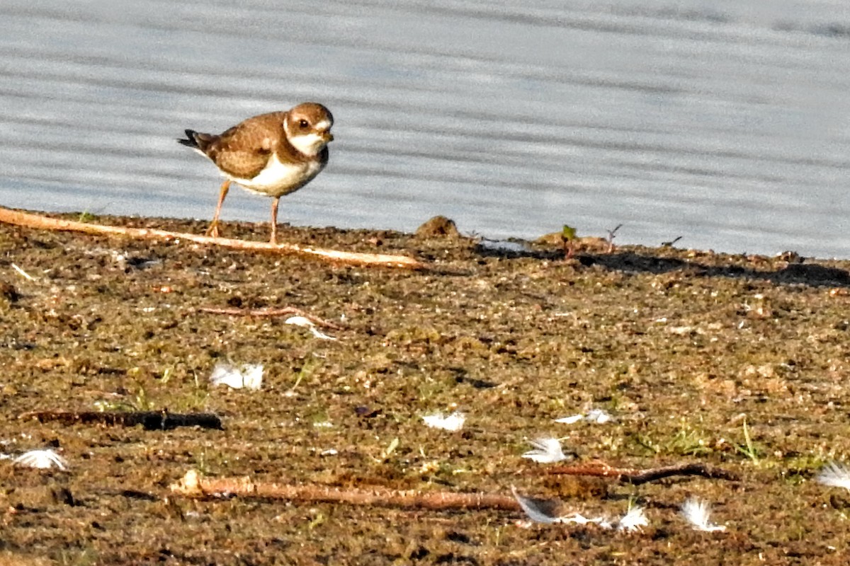 Semipalmated Plover - ML483524161