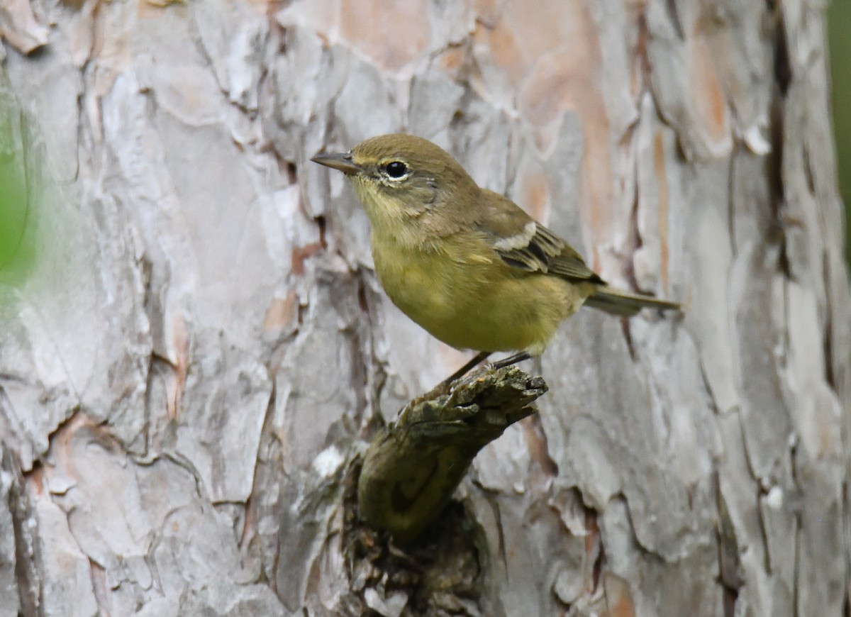 Pine Warbler - ML483524181