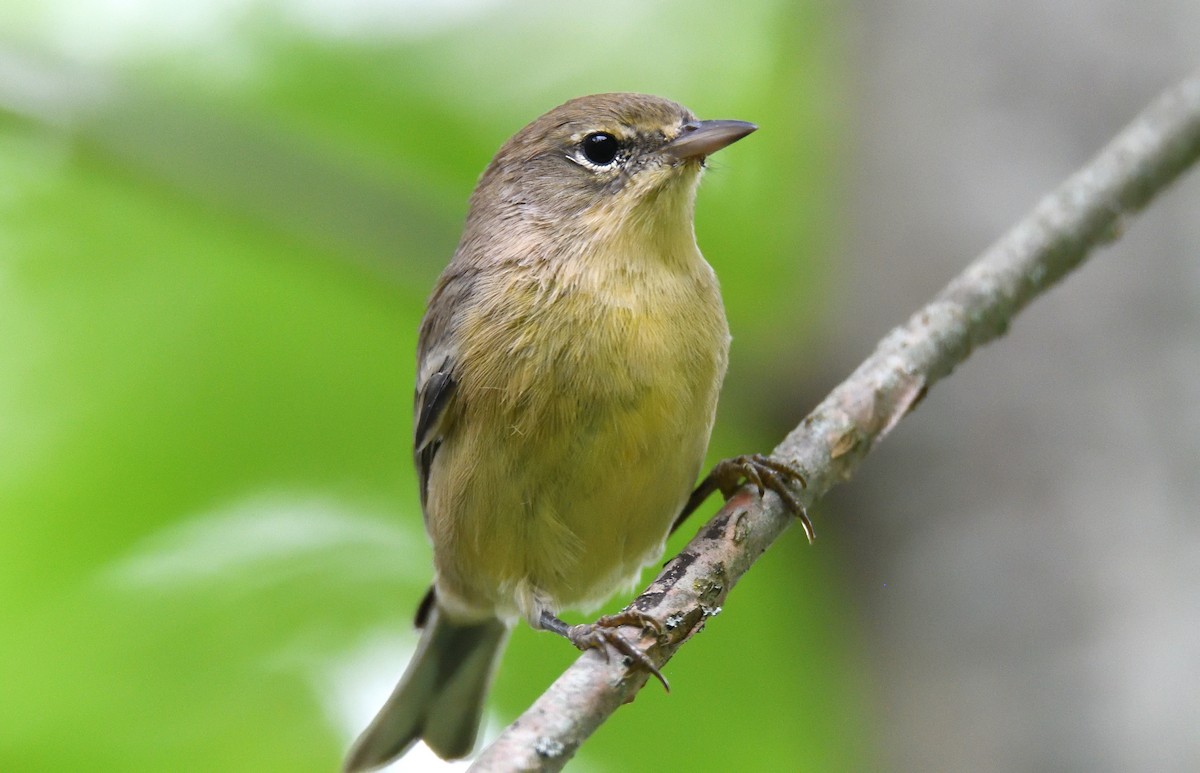 Pine Warbler - ML483524211