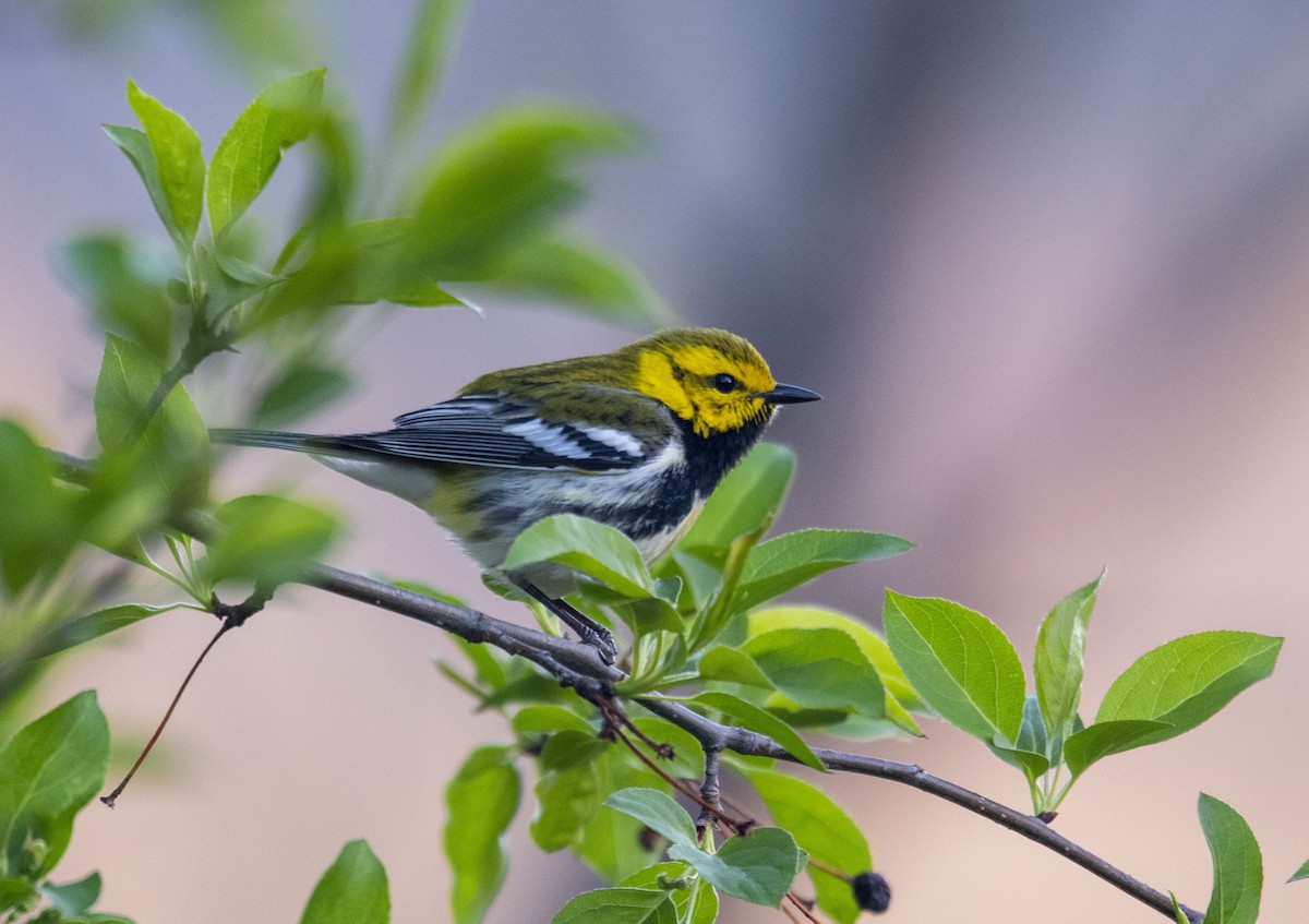 Black-throated Green Warbler - ML483525481