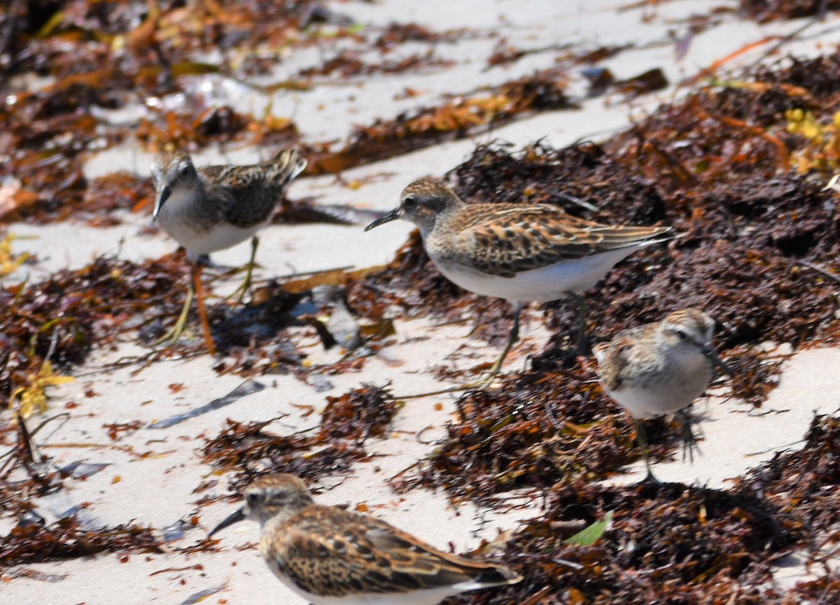 Least Sandpiper - Michelle Carter Echegaray