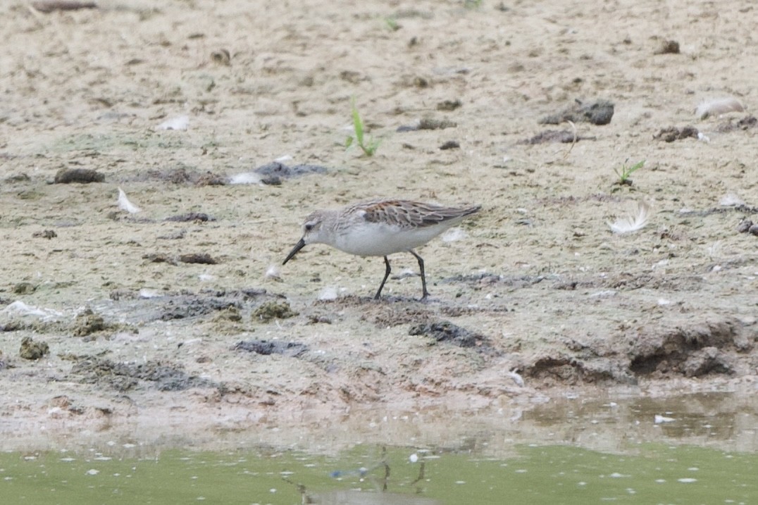 Western Sandpiper - ML483527181