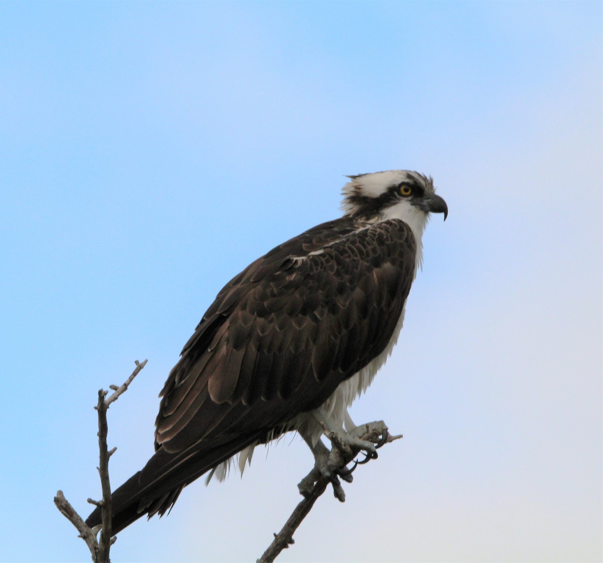 Osprey - Glenn Blaser