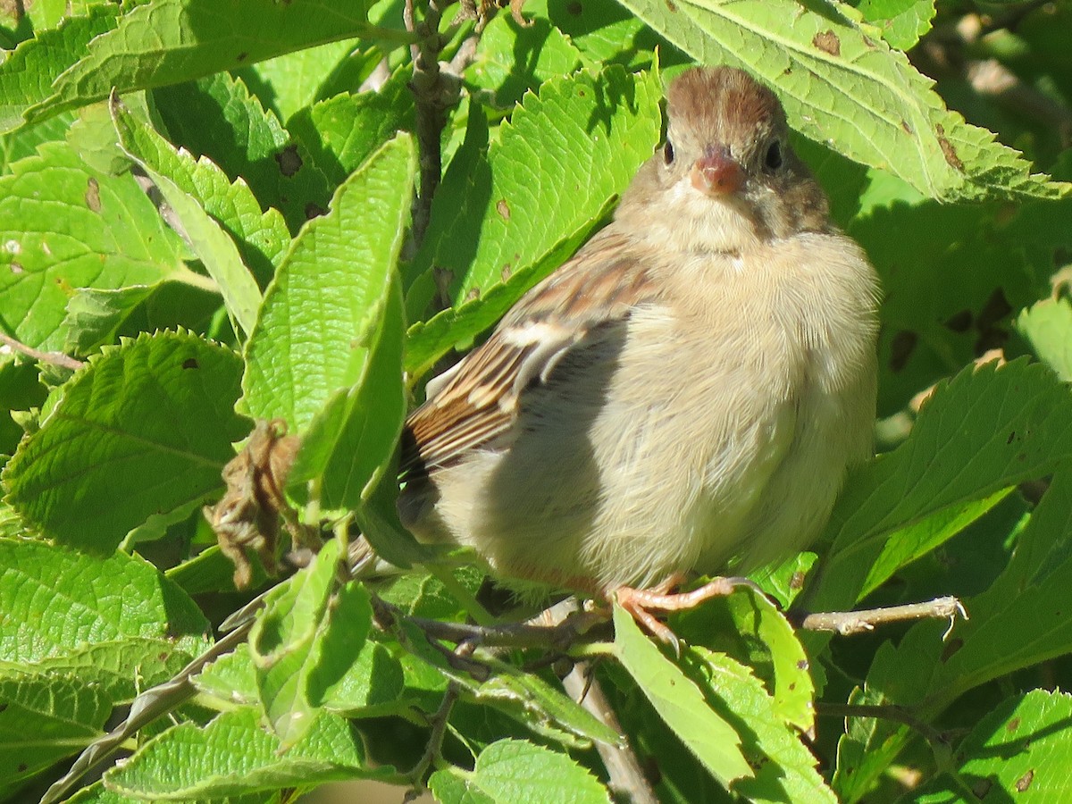Field Sparrow - ML483527841