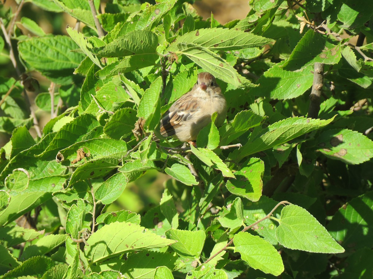 Field Sparrow - ML483527891