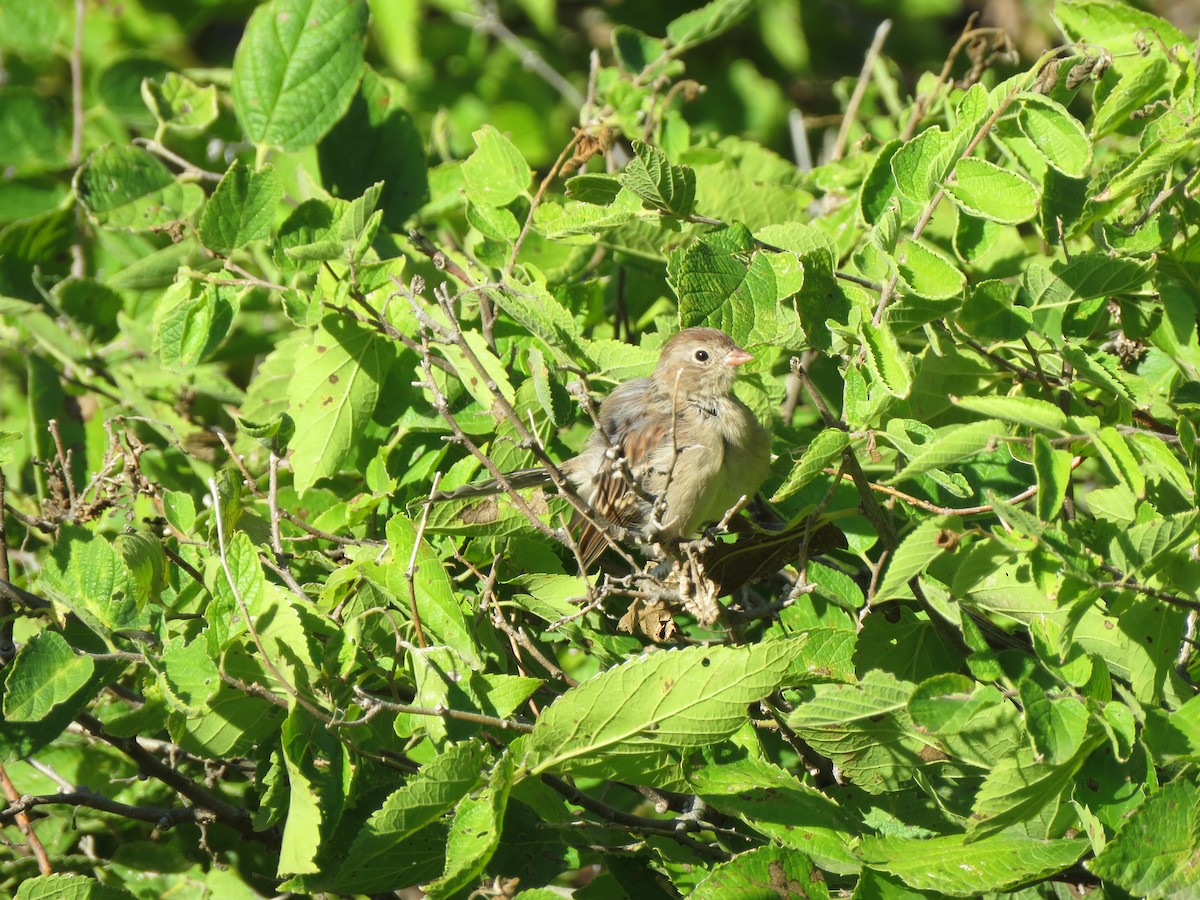 Field Sparrow - ML483528111