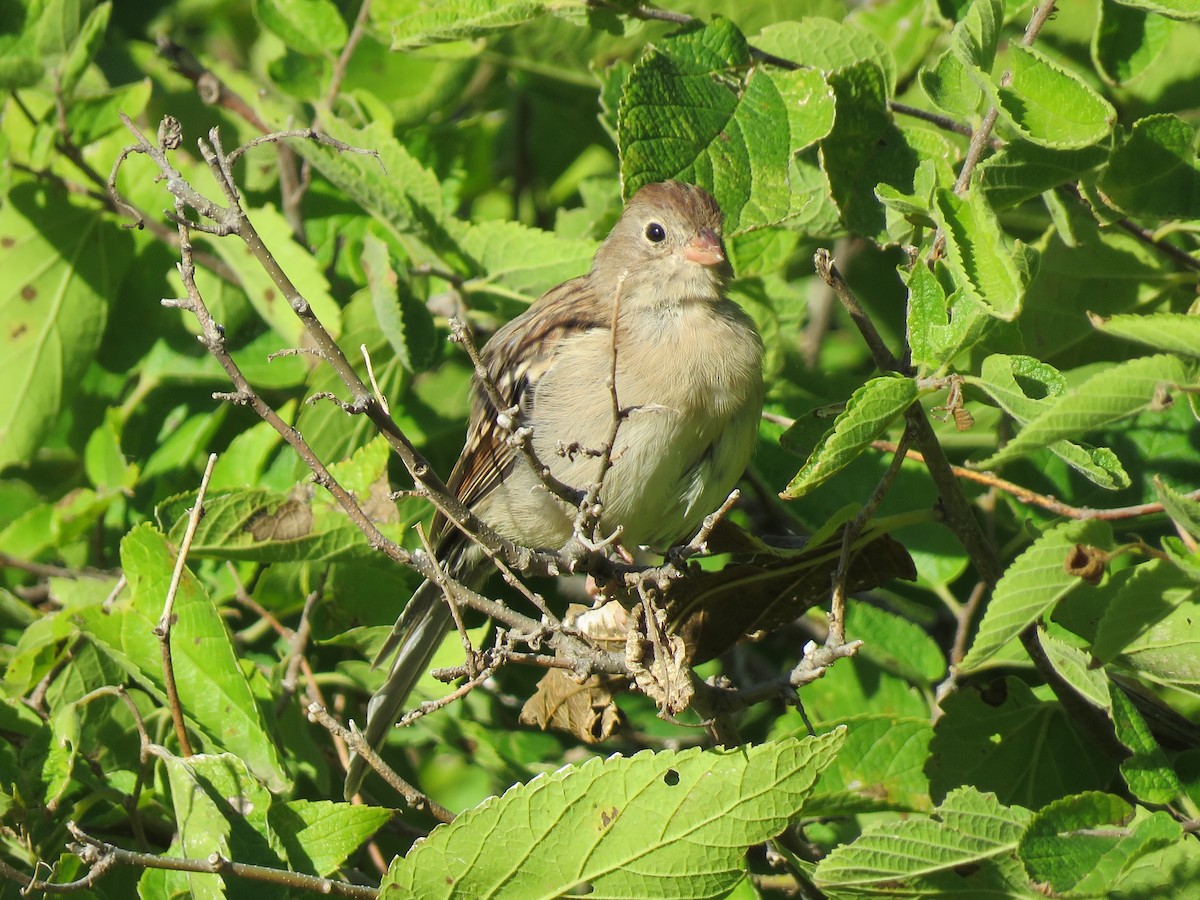 Field Sparrow - ML483528221